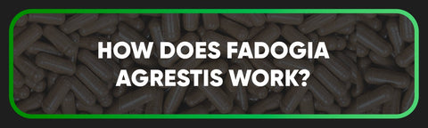 How does Fadogia agrestis work