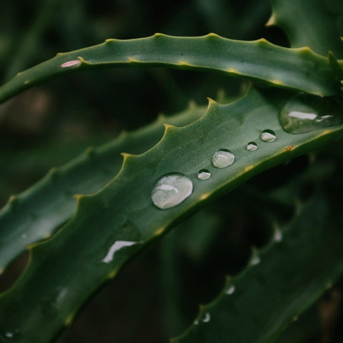 A picture of Aloe Vera droplets on a leaf