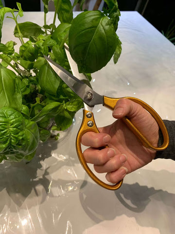 Kitchen scissors cutting basil leaves