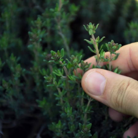 Removing thyme leaves