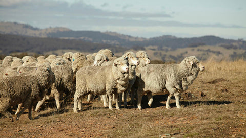 Our wool is sourced exclusively in New Zealand, taken from merino sheep grown in the wild, guaranteed « non-mulesed », which feature an extra-fine wool quality of 17.5 microns.