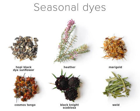 Seasonal dyes, natural dyeing, hopi black dye sunflower, heather, marigold, cosmos tango, black knight scabiosa, weld