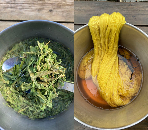 weld in large pot, yellow yarn dyed from weld in large pot