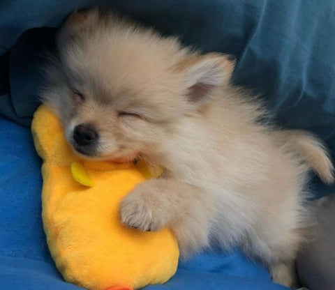 Perros pequeños; imagen de un pequeño perrito mientras duerme cómodamente.