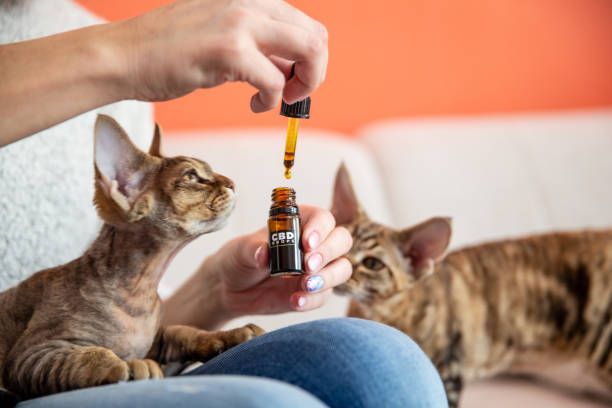 Aceite CBD México, dos gatos a punto de consumir su dosis de CBD en aceite