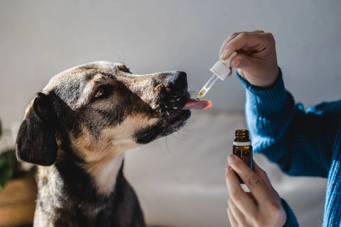 Aceite CBD para perro, dueño dándole del aceite de Hempest a su perro para mejorar su bienestar.