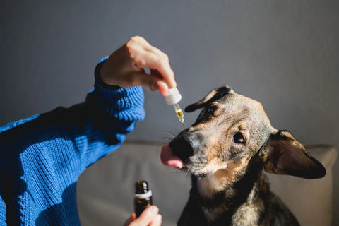 Aceite CBD para perro, perro tomando el aceite de hempest mientras su dueño lo da por medio de un gotero. 