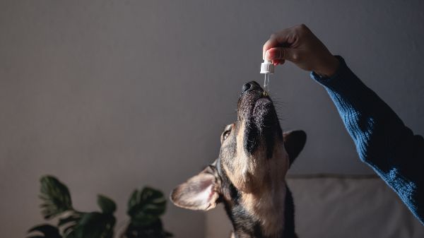 CBD epilepsia, perrito disfrutando de sus gotas de CBD para tratar su epilepsia