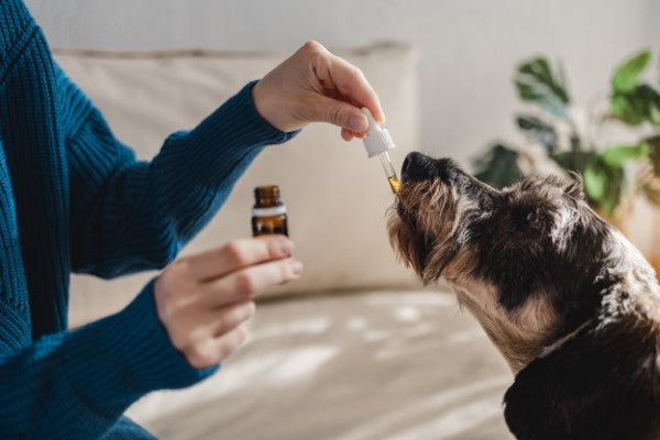 Cbd para mascotas; perrito tomando sus gotas de cbd