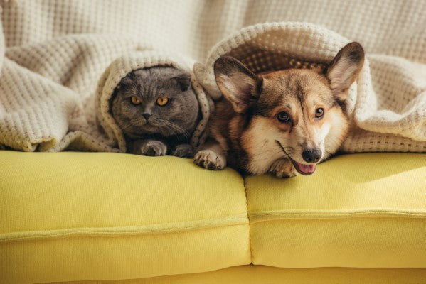 Cbd para mascotas; perro y gato siendo felices en un sillón