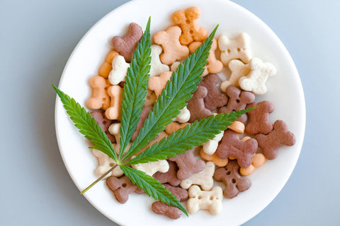 CBD para qué sirve, plato de croquetas que tiene encima una planta de marihuana medicinal para mascotas