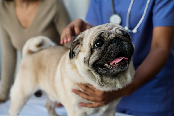 Cuidado de mascotas, perro pug siendo revisado para determinar su dosis de CBD 