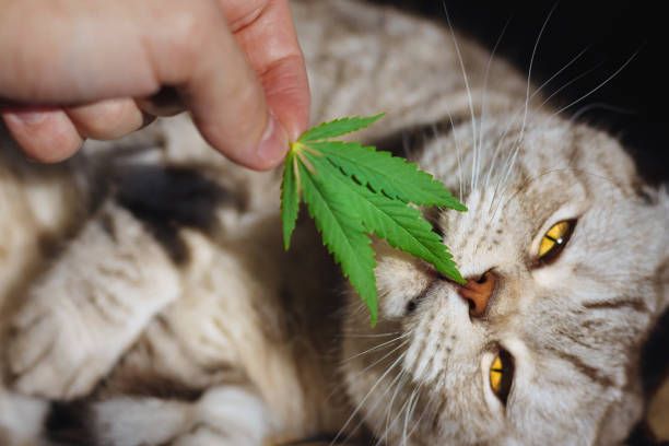 Productos con CBD en México, gato acostado oliendo una hoja de cáñamo