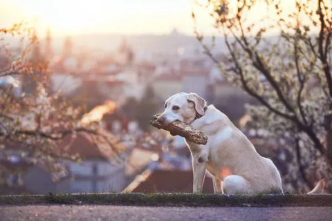 1 perro de razas de perros grandes con un tronco en la boca