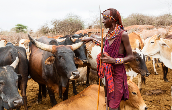 Maasai Shuka Mawu Africa: Maasai Man wearing the symbolic maasai shuka as he herds his cattle