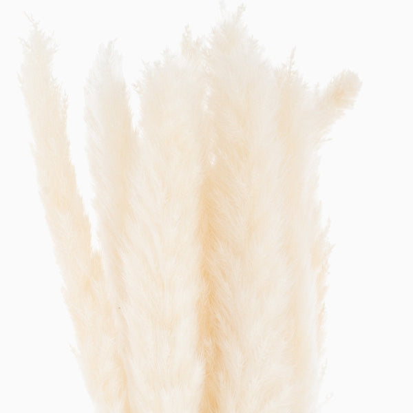Mini White Pampas Grass Stems - The Trouvailles
