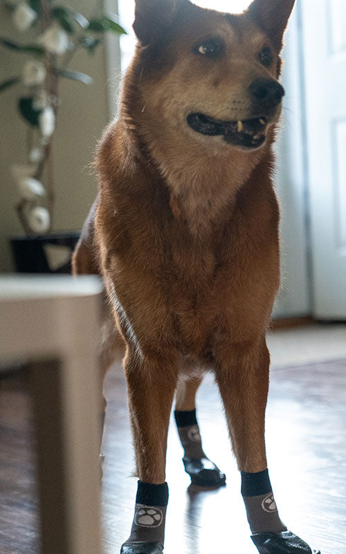 German Shepard mix with Grippers on paws