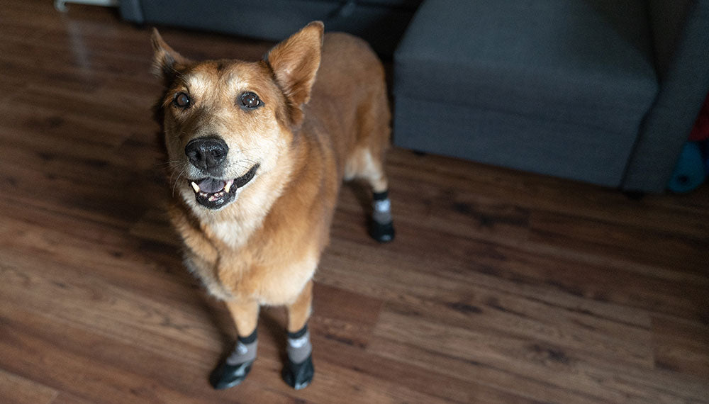 Is Your Pooch Slipping on the Floors? Dog Socks Can Help! – Dog Quality