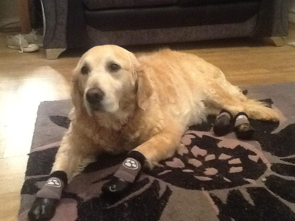 Grippers Dog Traction Socks