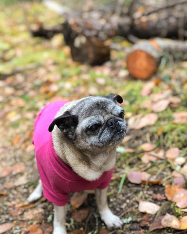 Exercising Senior Dogs