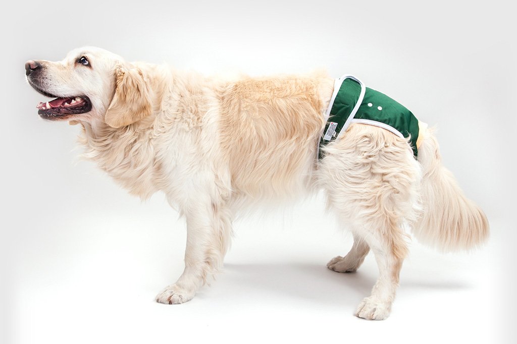 nappies for older dogs