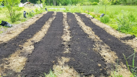 Beds topdressed with compost after being tarped