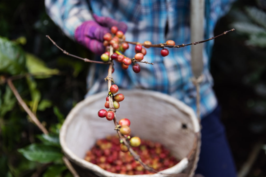 Organic Coffee beans being picked in the Green bean / raw state