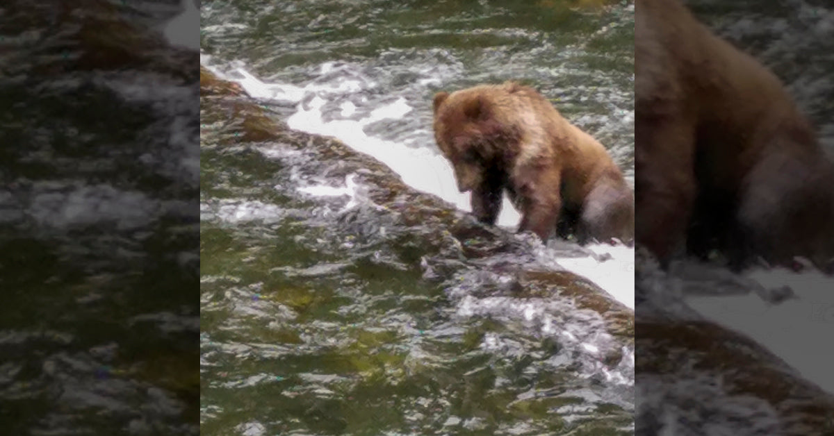 Un ours pêche sans appât.