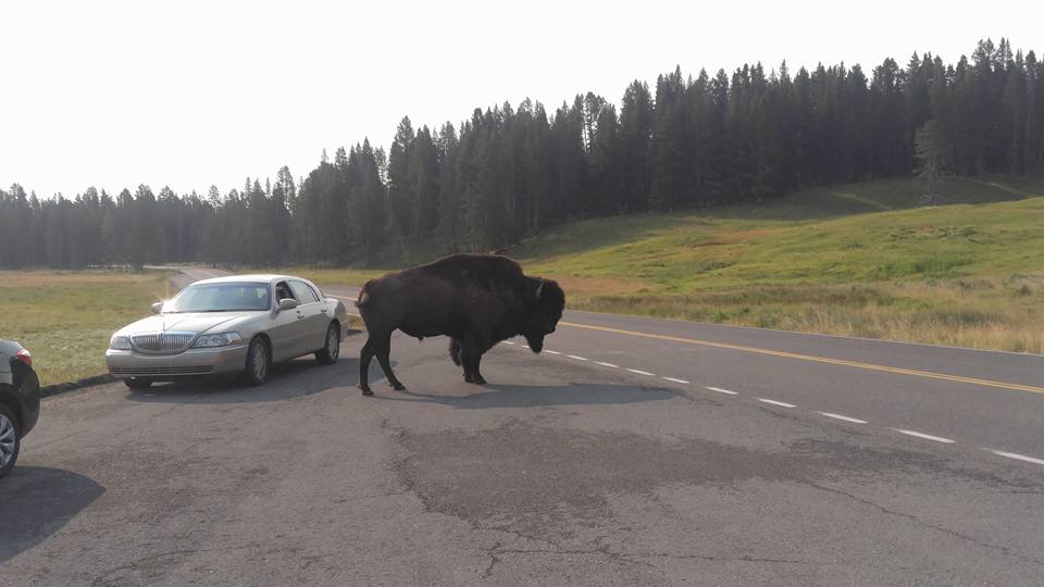 Un bison gros comme une voiture
