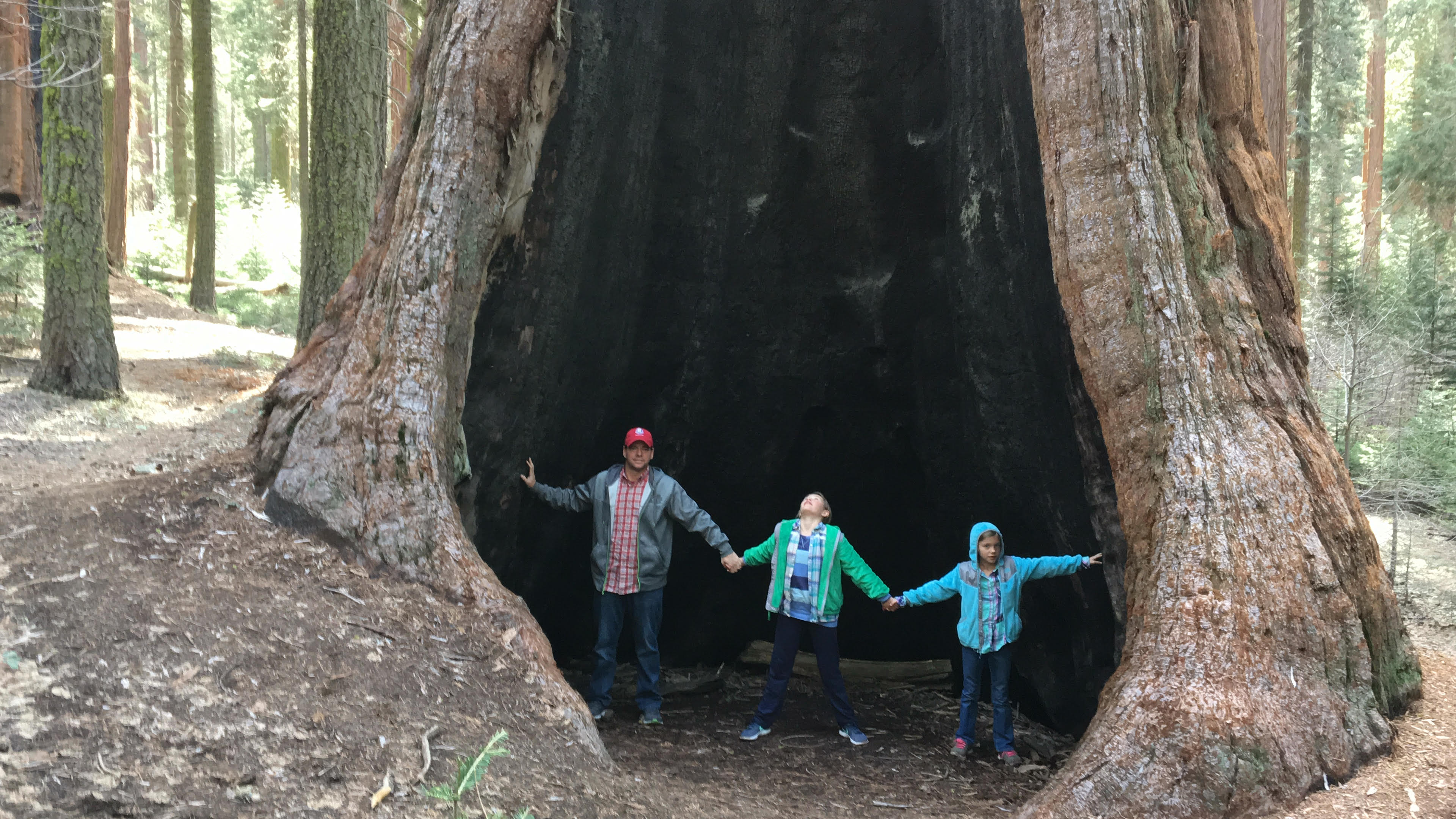 Séquoia dans le parc national