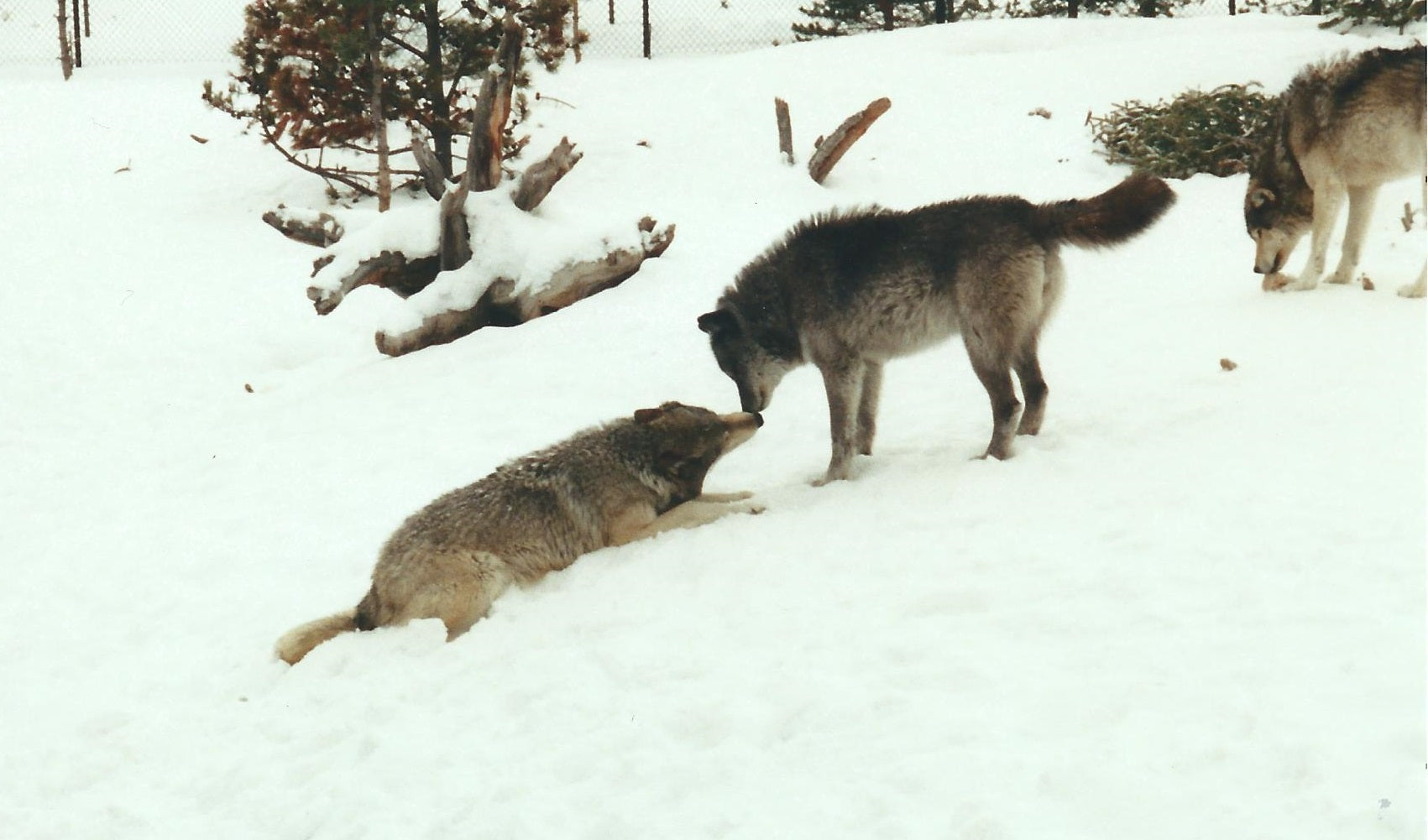 Loups au centre de découverte des loups