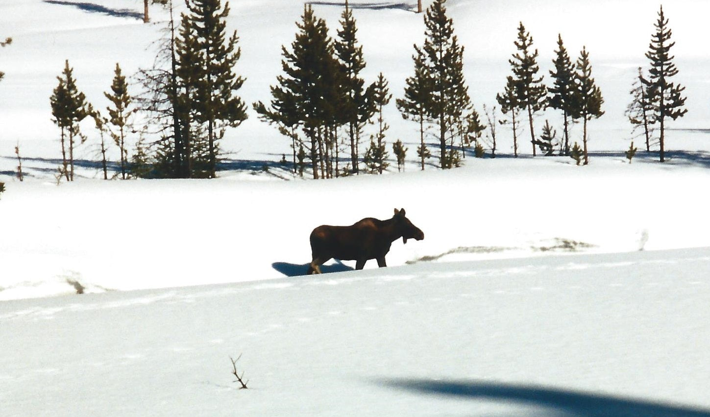 Moose in Yellowstone