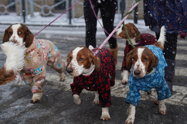 Crufts Dog Show