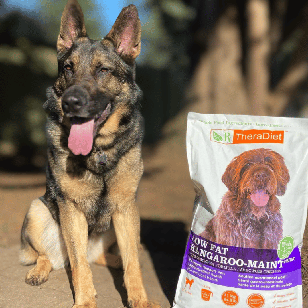 Joey The Dog and Low Fat Kangaroo-MAINT Dry For Dogs