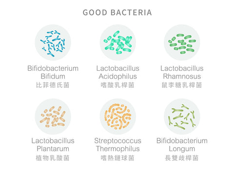 Molkur® 德國莫克爾 益生菌膠囊 菌種表