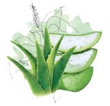 Razorveda | Aloe Leaf Extract
