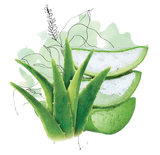 Razorveda | Aloe vera