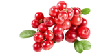 Bearberry extract