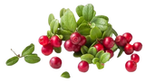 Razorveda | Bearberry extract