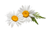 Razorveda | Daisy Flower Extract