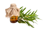 Razorveda | Tea Tree Oil