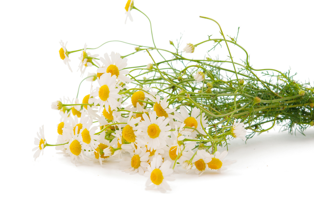 chamomile