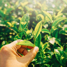 El nuevo beneficio 'extra' del té matcha, la infusión saludable más deseada  del 'súper