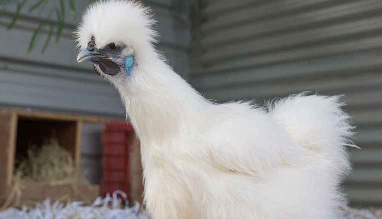 pink silkie chicken