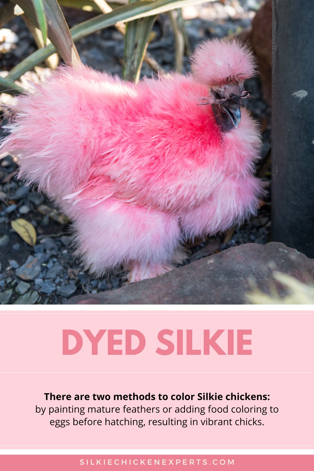 dyed silkie chicken