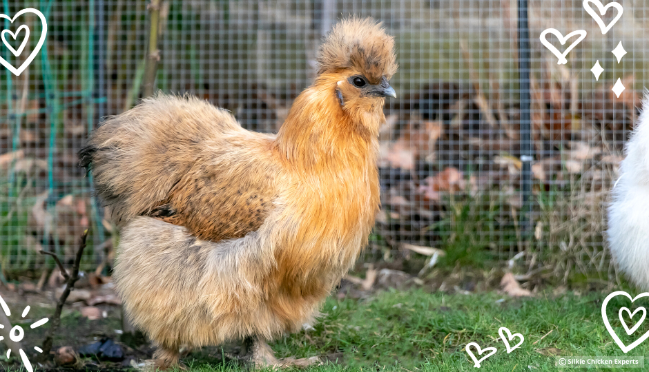 A Partridge hen showing the unique colouring of the Silkie Partridge variety