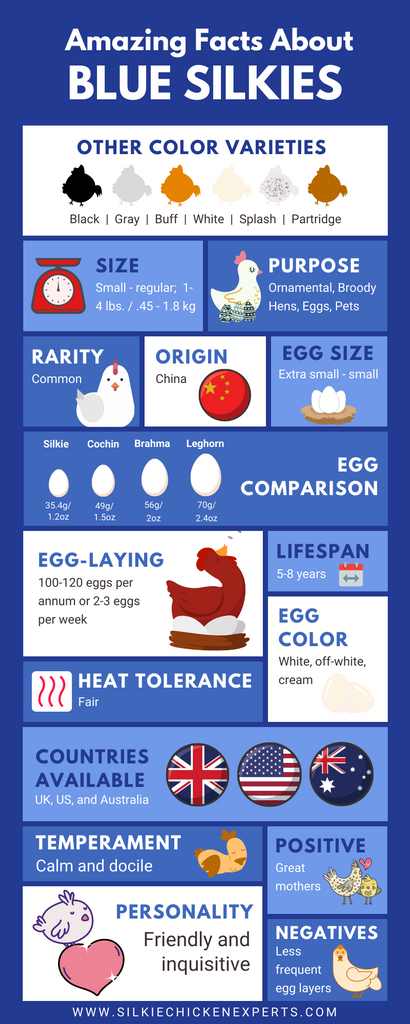 amazing facts about blue silkie chickens infographic