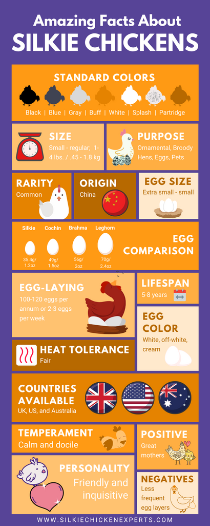 amazing facts about silkie chickens infographic