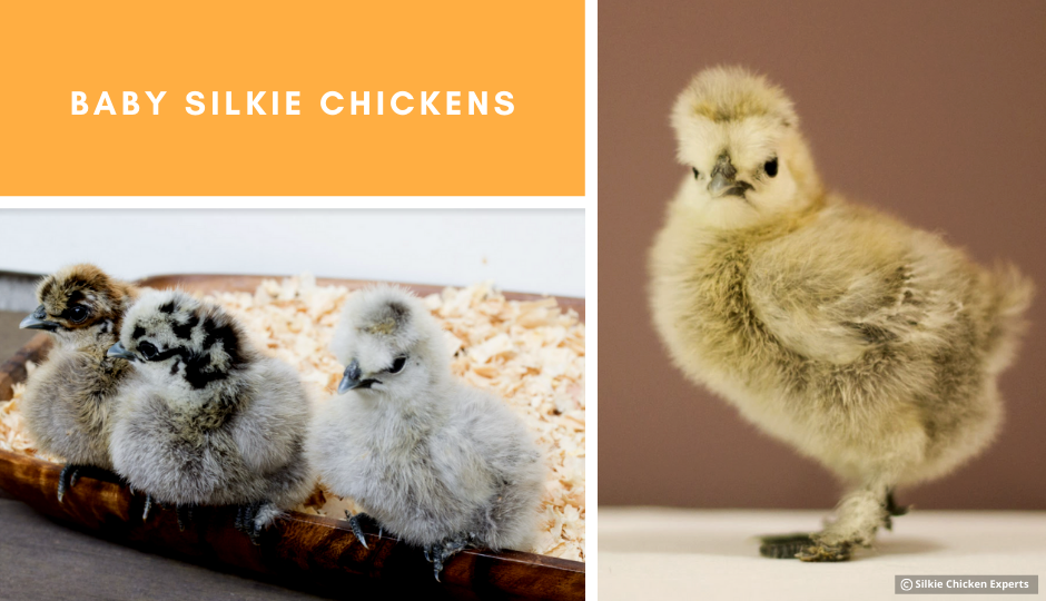 appearance of baby silkie chickens