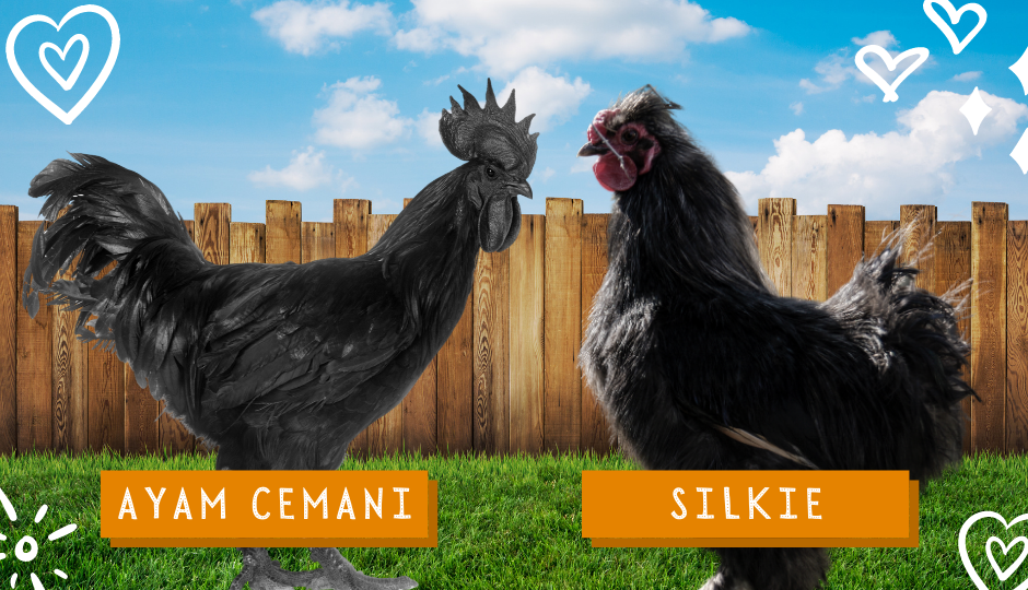 Ayam cemani chicken and black silkie chicken showing of their black skin and feathers